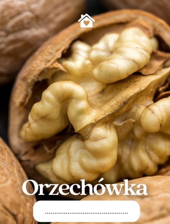 Etykieta Orzechówka 6x8 cm na nalewkę orzechową